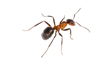 A close up of an ant on a white background.