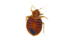 A bed bug is sitting on a white surface.