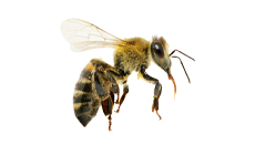 A close up of a bee on a white background.
