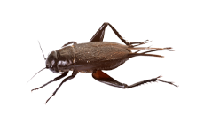 A close up of a cricket on a white background.