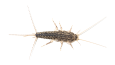 A silverfish is crawling on a white background.