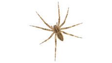 A close up of a spider on a white background.