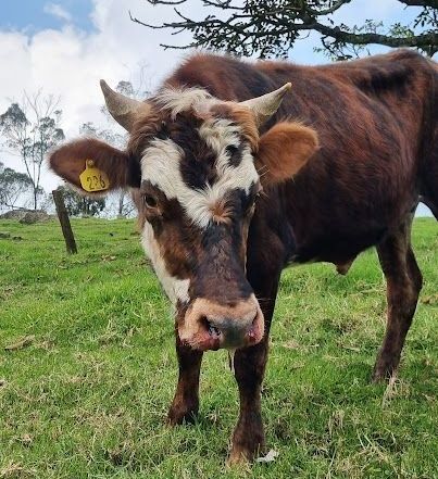 Vaca marrón y blanca con cuernos pequeños en un campo de hierba, mirando a la cámara.