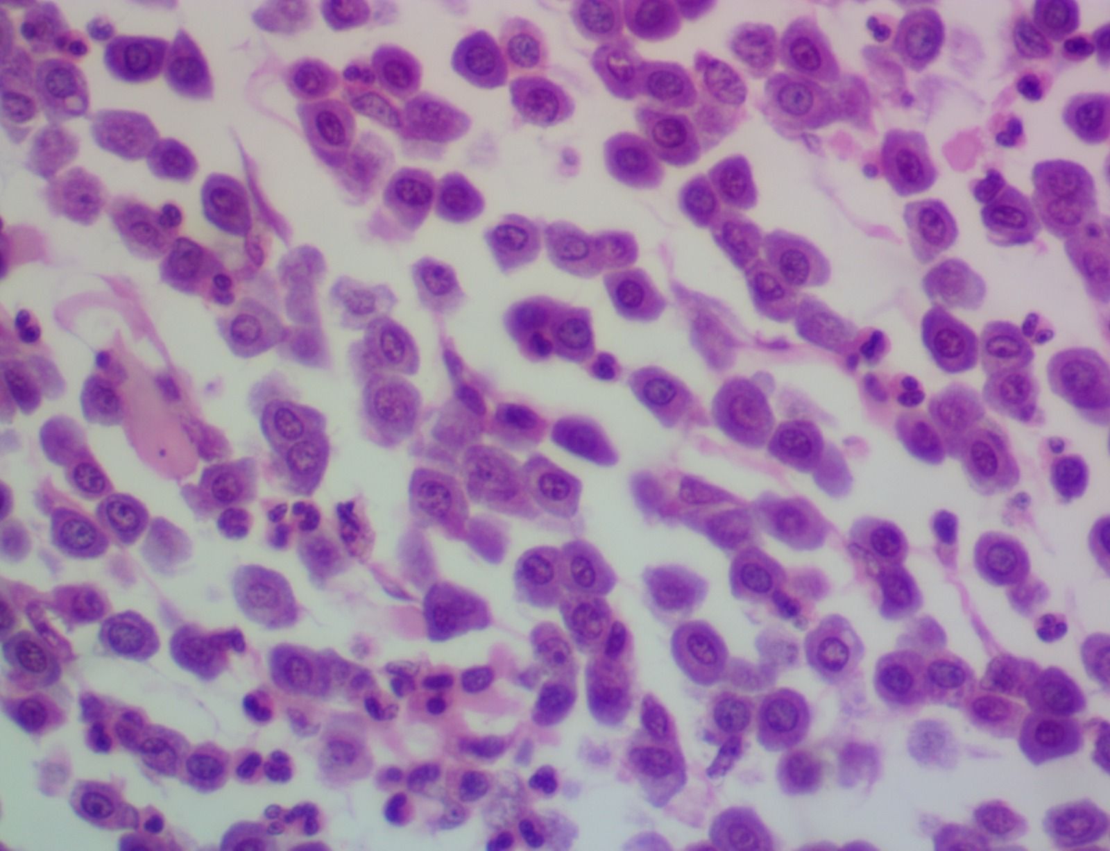 Dx. Patologovet
