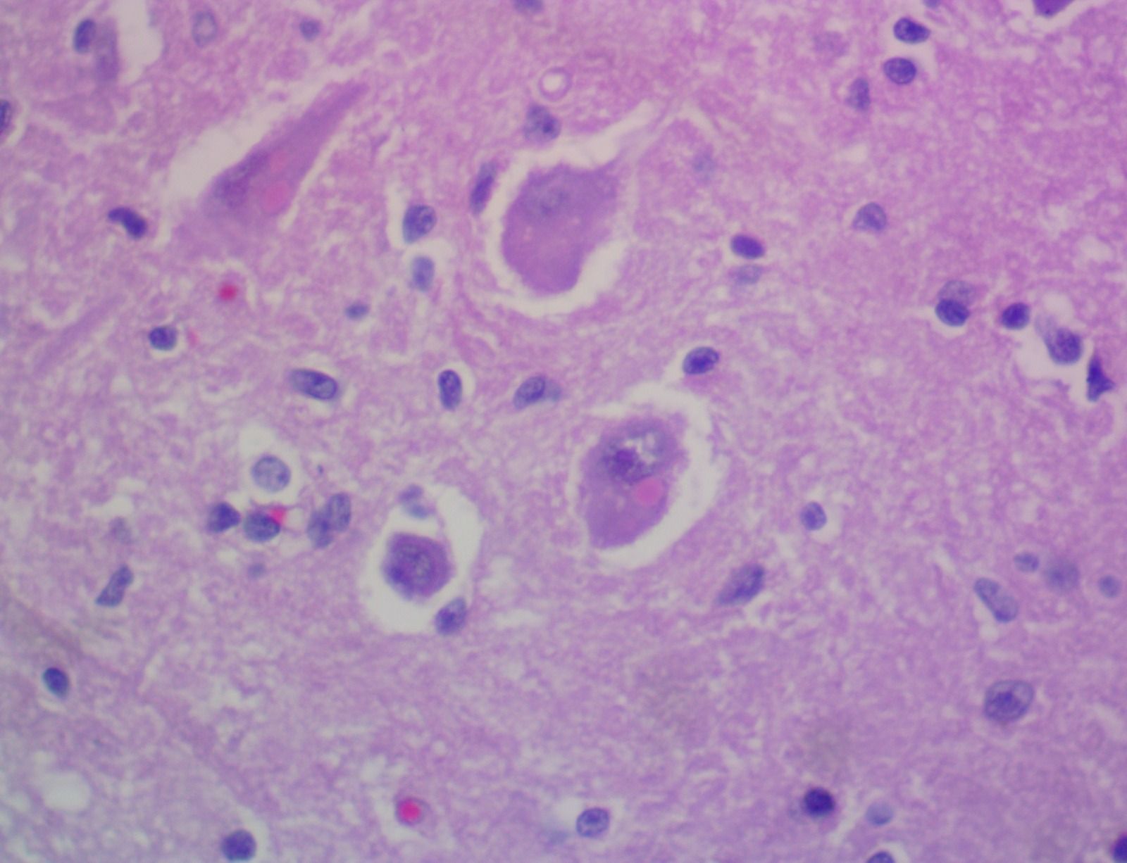 Dx. Patologovet