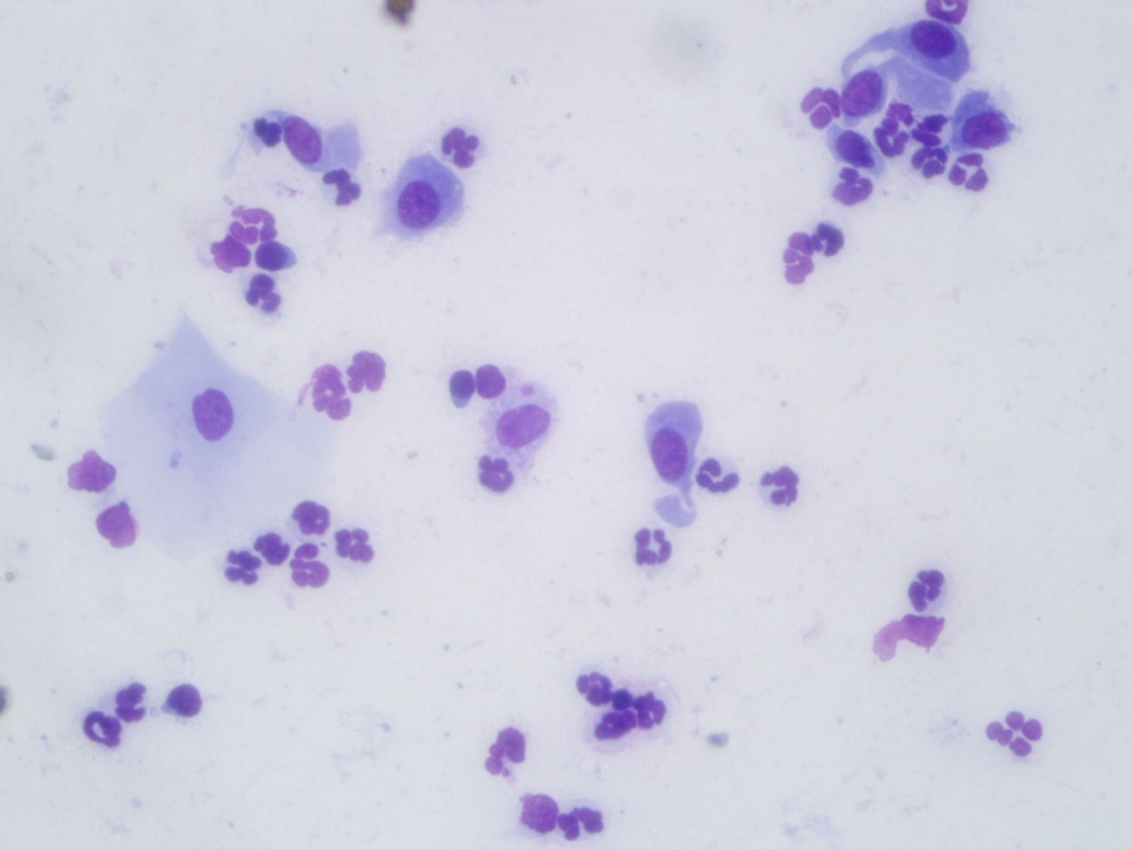 Dx. Patologovet