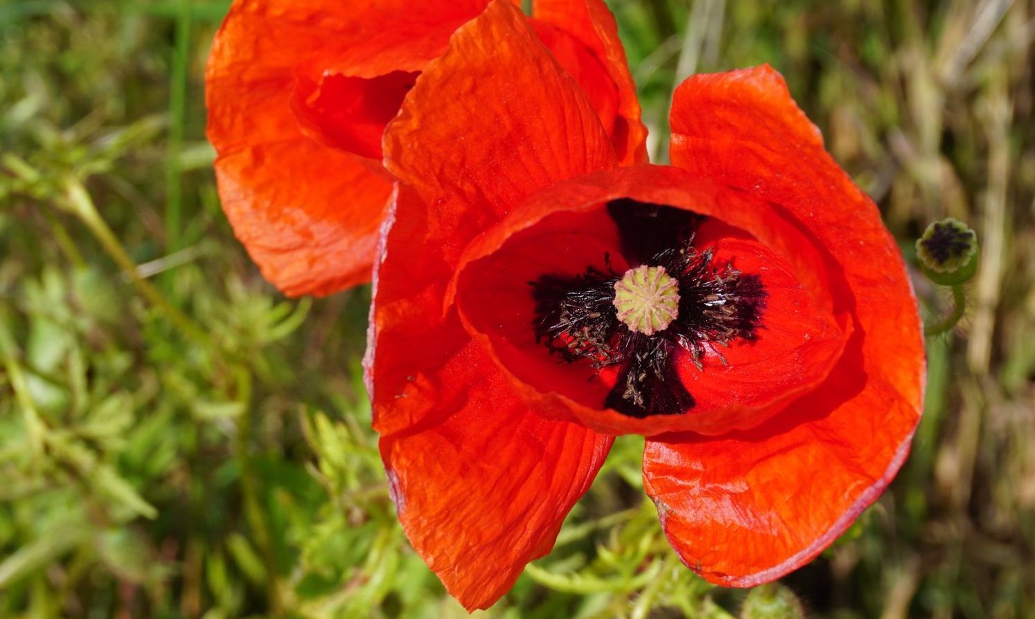 Mohnblume mit kreuzförmigen Staubbeuteln