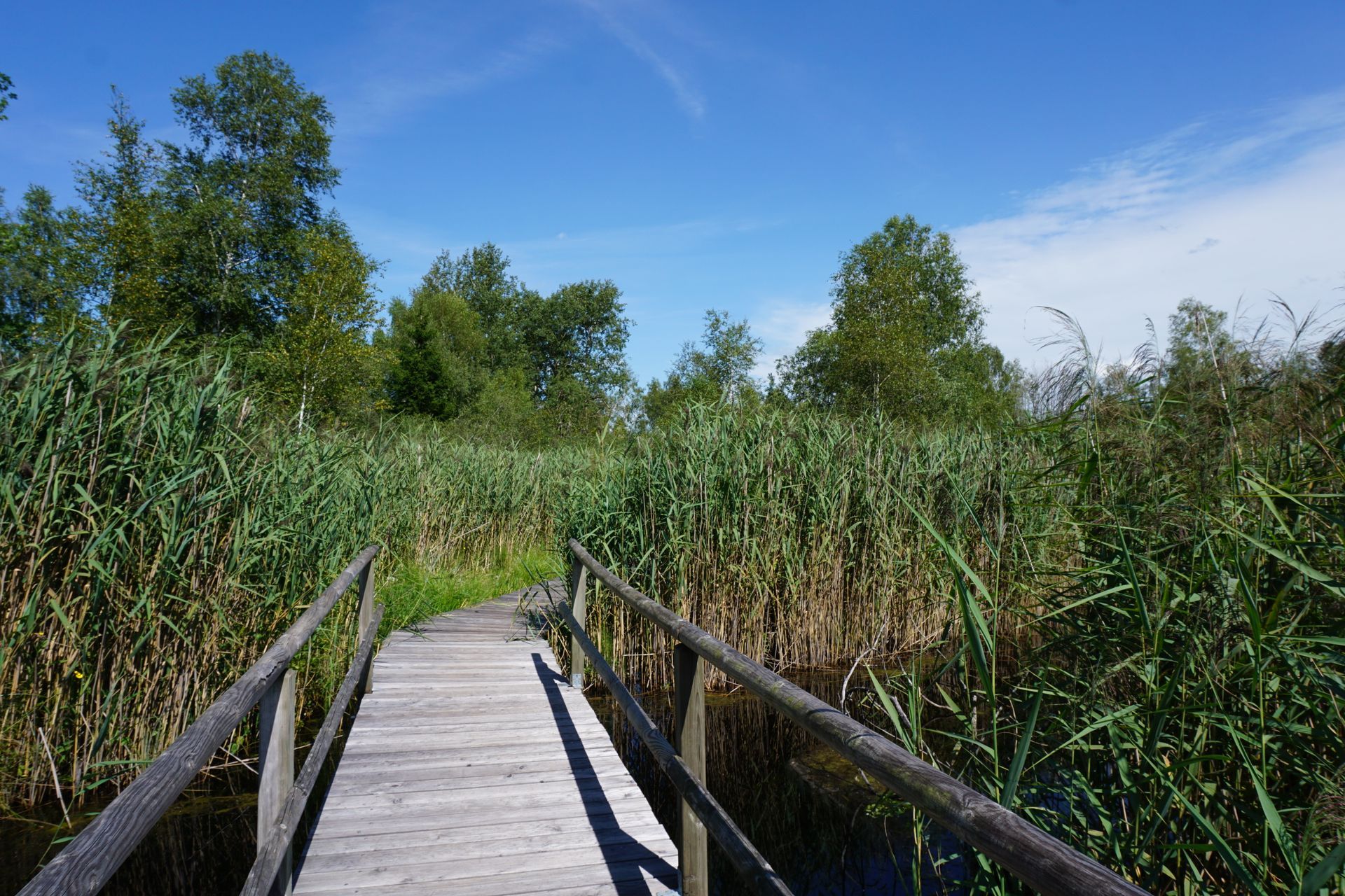 Wurzacher Ried