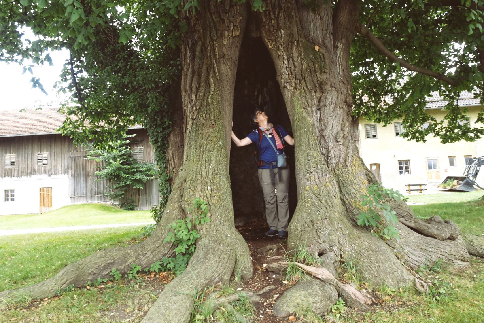 Weihenlinden
