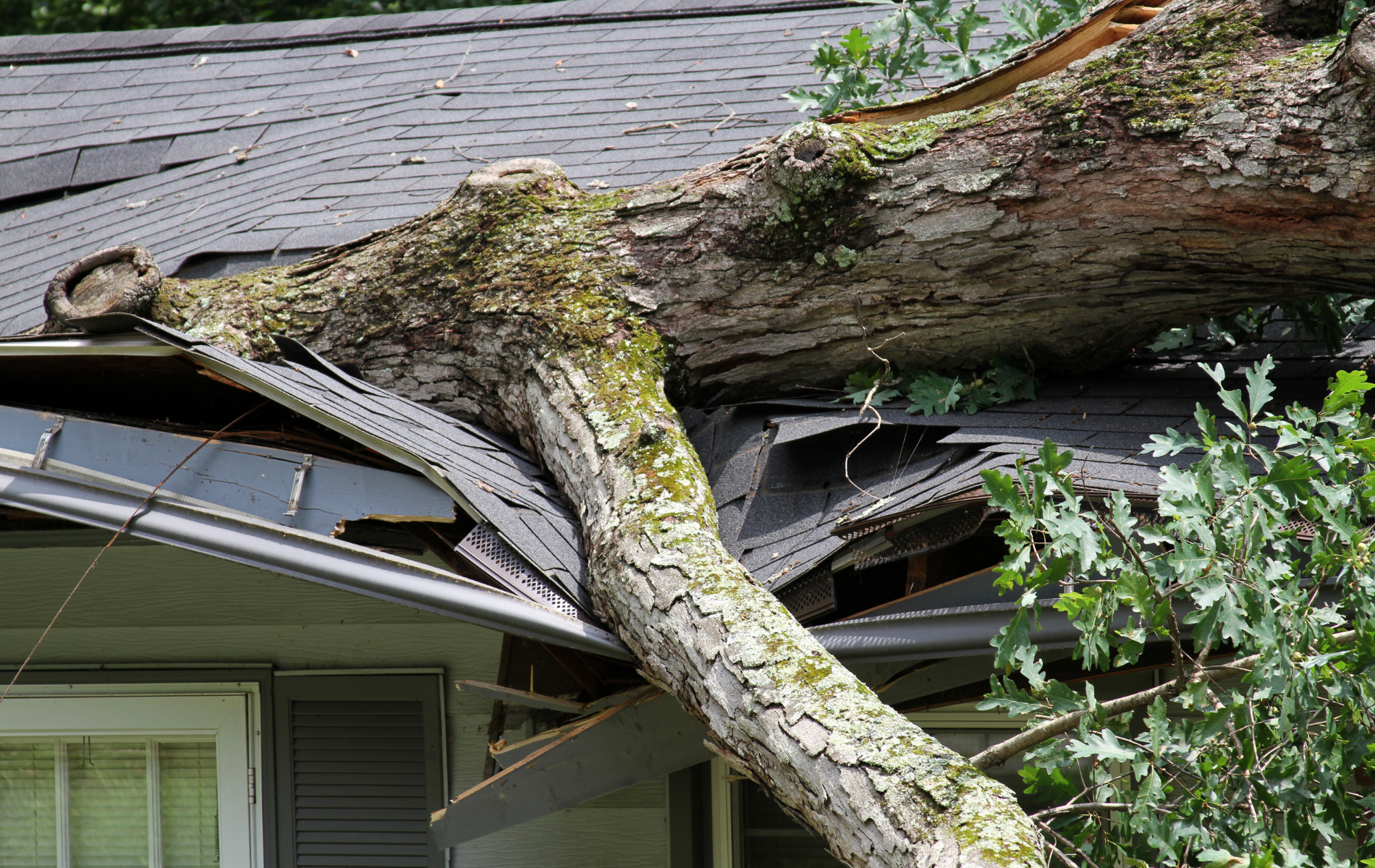 Tree trunk on a damaged roof, breaking shingles.