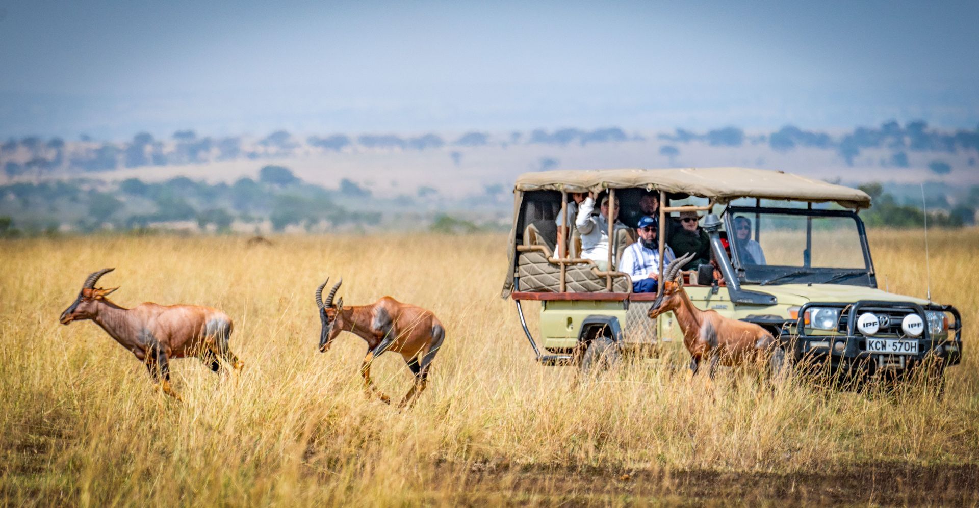 Safari jeep with tourists watching antelopes grazing in a golden grassland