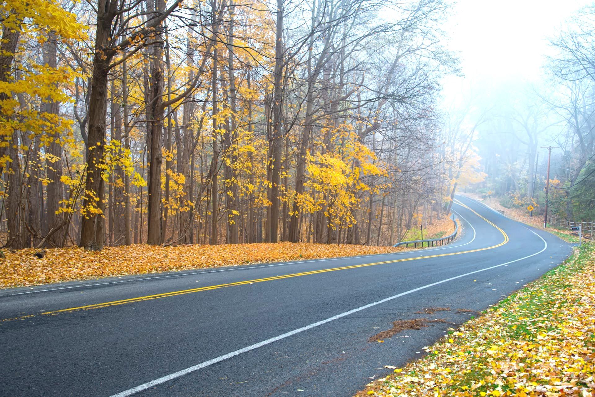 A road with yellow leaves on the side of it