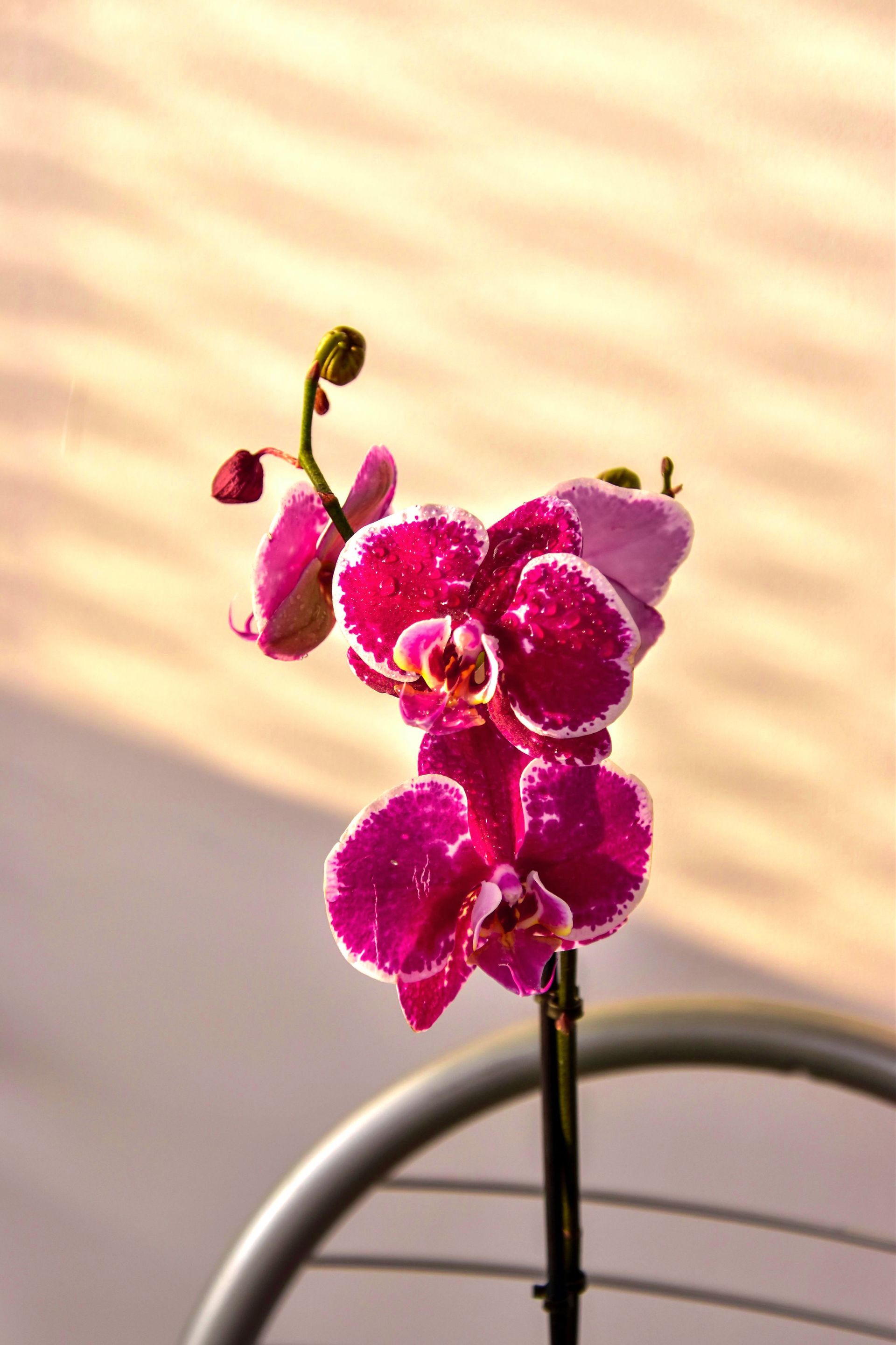 Pink orchid blooms in a pot against a softly lit beige background