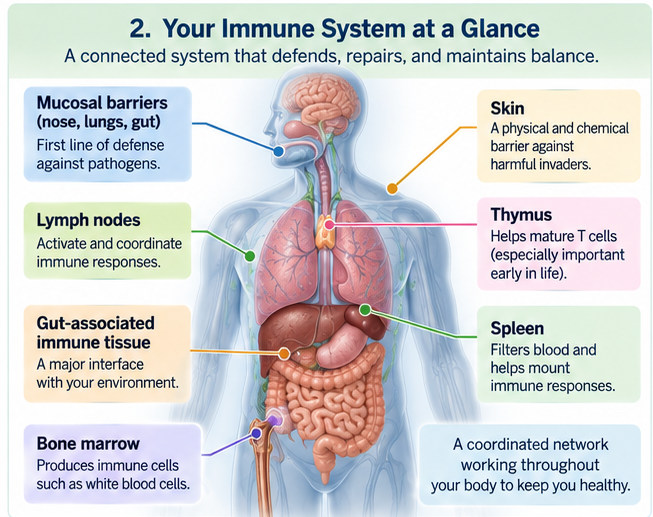 Medical infographic showing the human body with labeled immune-system components including mucosal barriers, skin, lymph nodes, thymus, spleen, gut-associated immune tissue and bone marrow.