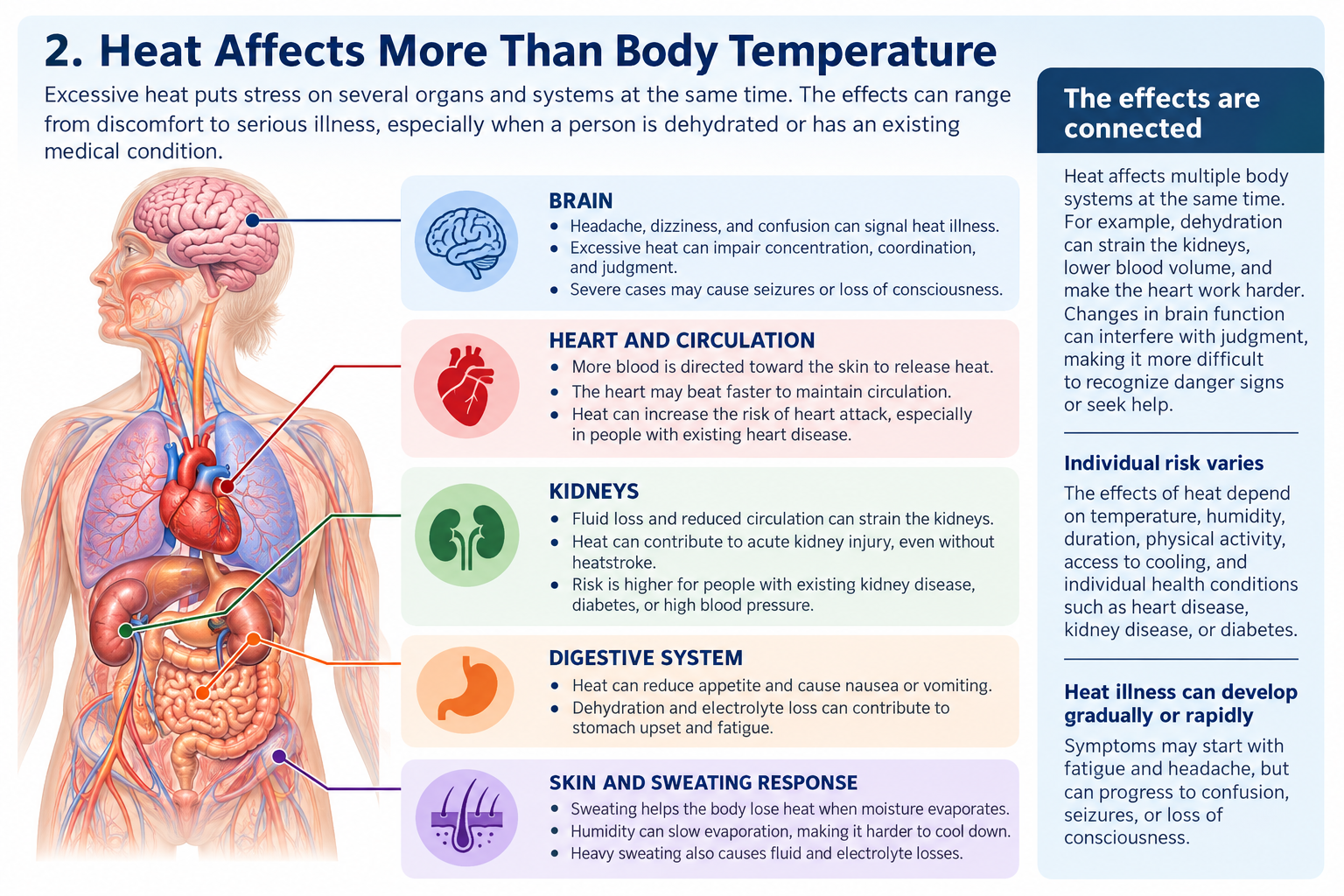 Anatomical illustration showing how excessive heat affects the heart, kidneys, brain, and skin, including increased cardiovascular strain, dehydration, and changes in temperature regulation.