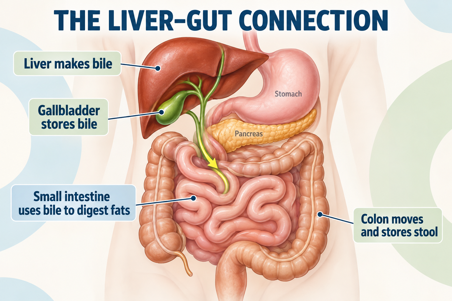 Illustration of a liver with a glowing aura, surrounded by fruits, vegetables, and a glass of water,