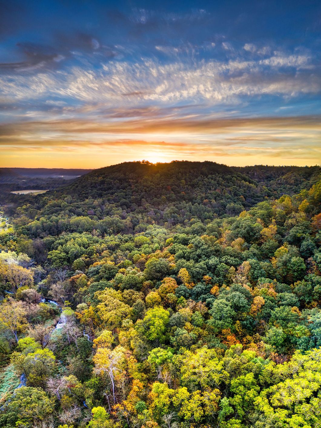 Sunset over a lush forest canopy with colorful wildflowers and a glowing horizon