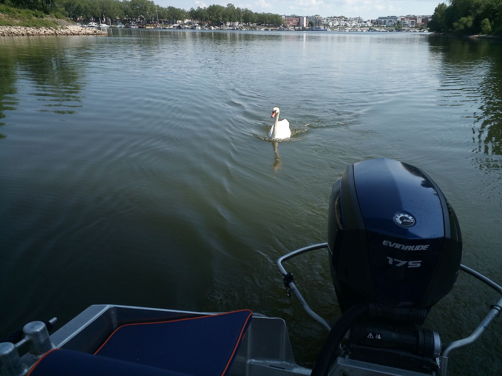 Ein Schwan schwimmt in einem See neben einem Mercury-Außenbordmotor