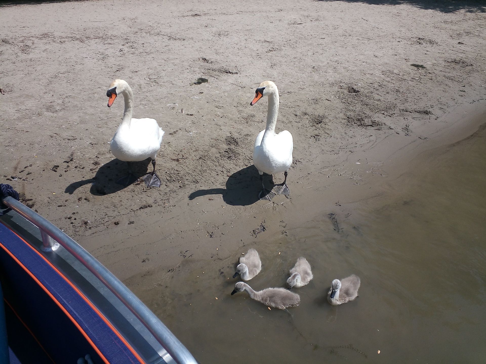 Zwei Schwäne stehen auf einem Sandstrand neben einem Gewässer