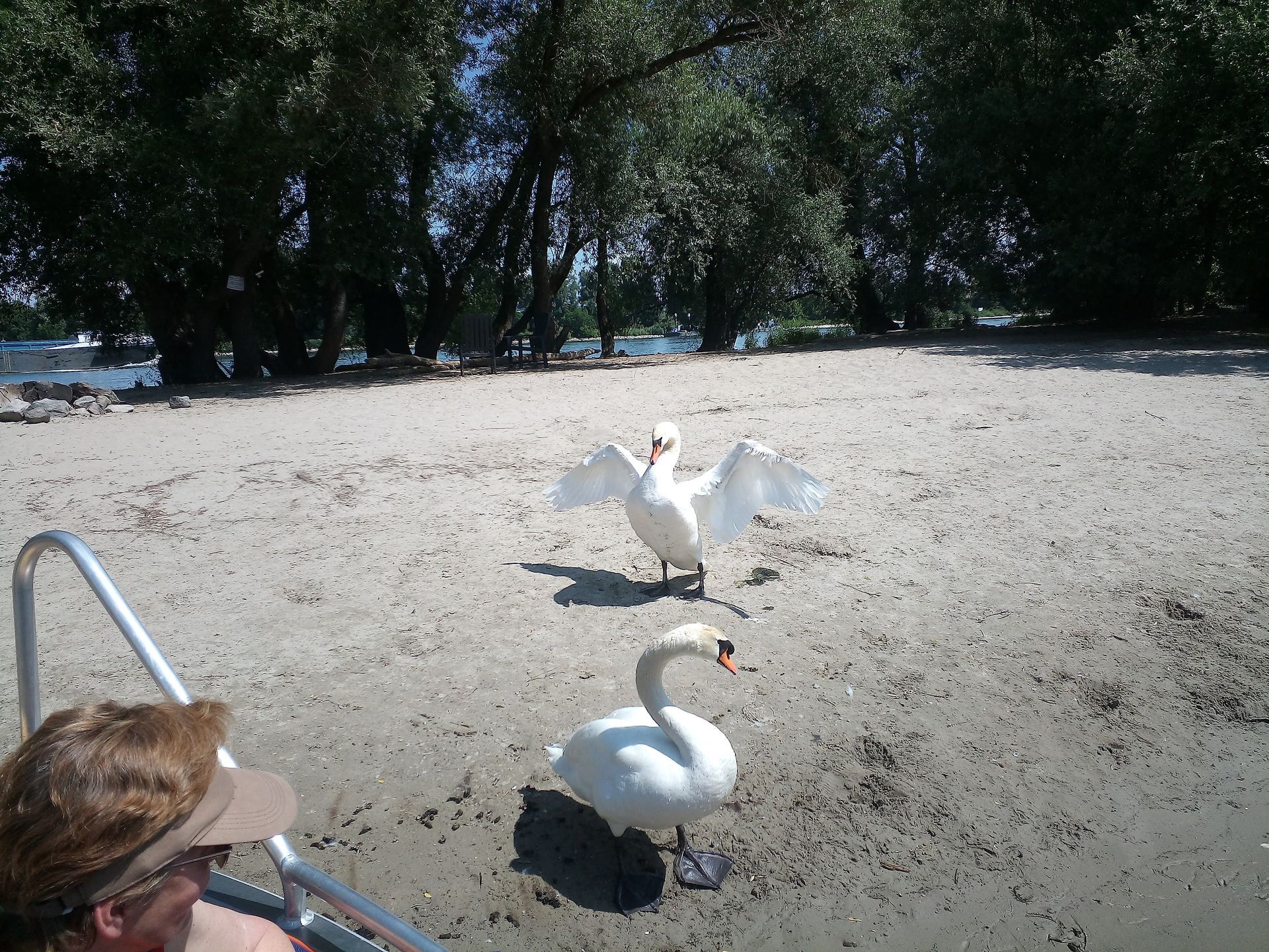 Zwei Schwäne stehen auf einem Sandstrand mit Bäumen im Hintergrund