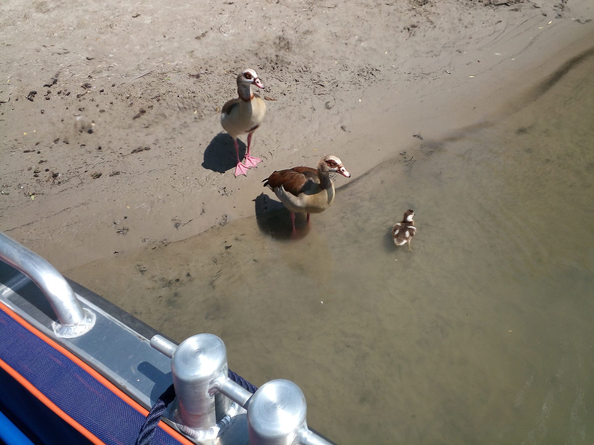 Ein paar Enten stehen an einem Strand neben einem Gewässer