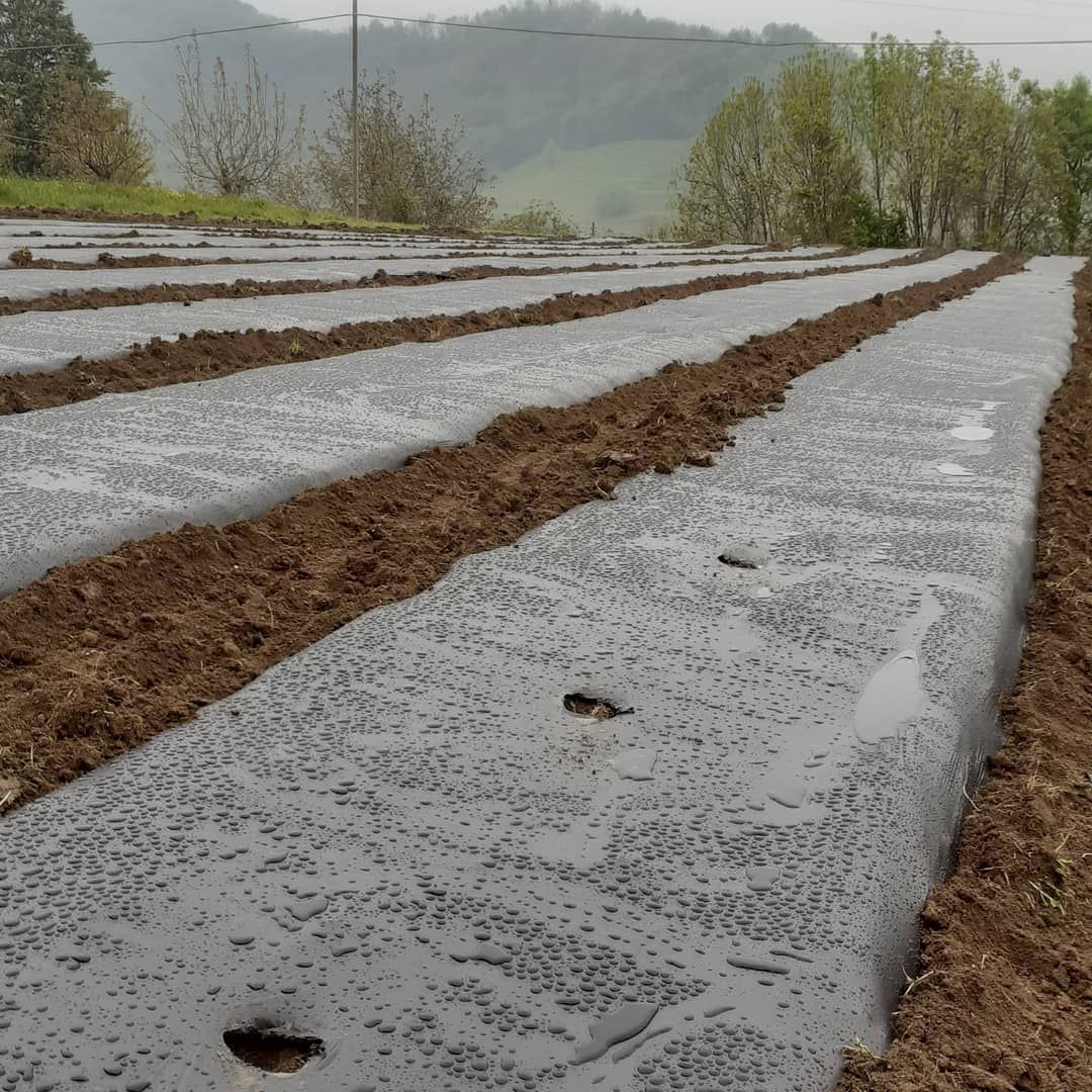 Azienda Agricola 7
