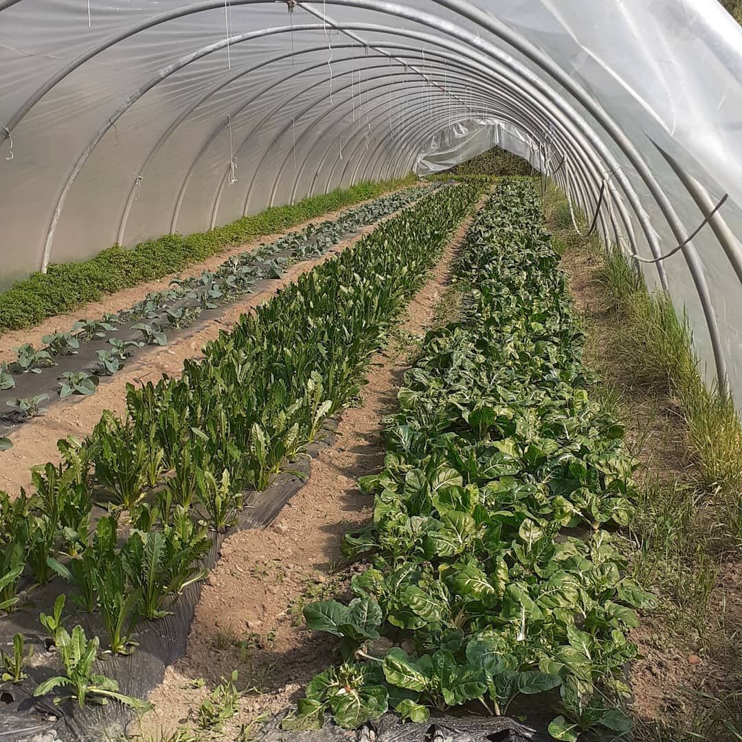Azienda Agricola 8