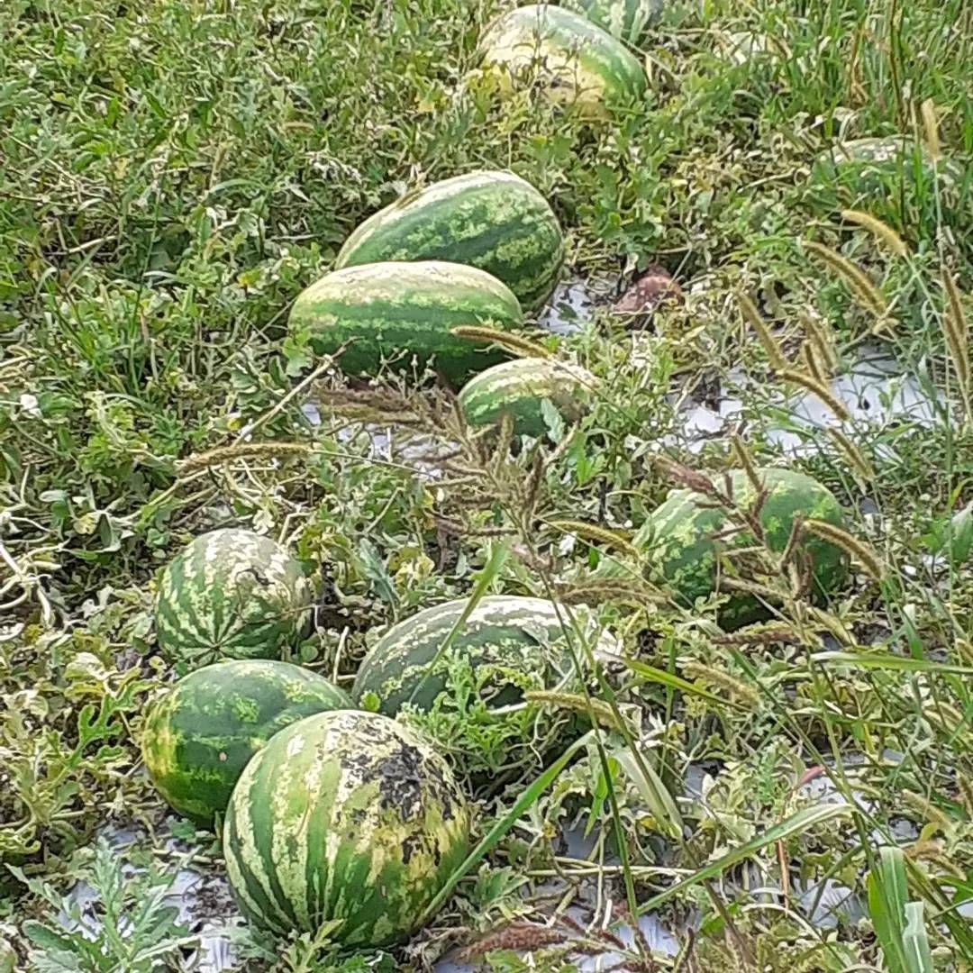 frutta e verdura 15