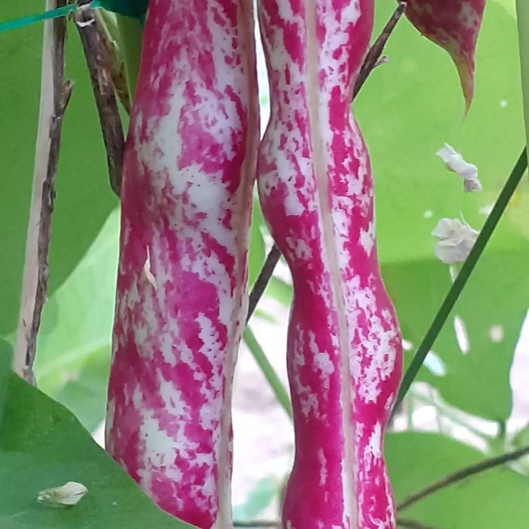 frutta e verdura 14