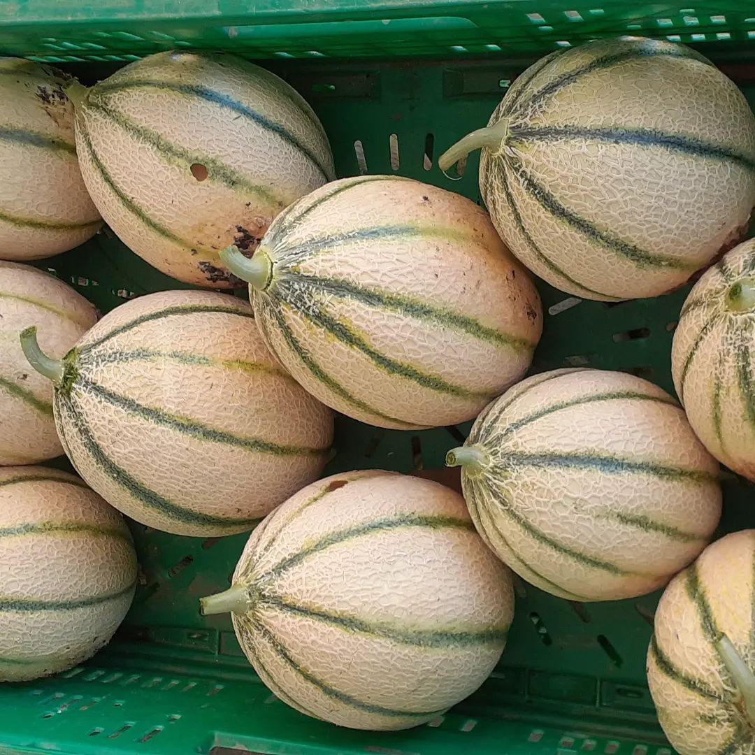 frutta e verdura 11