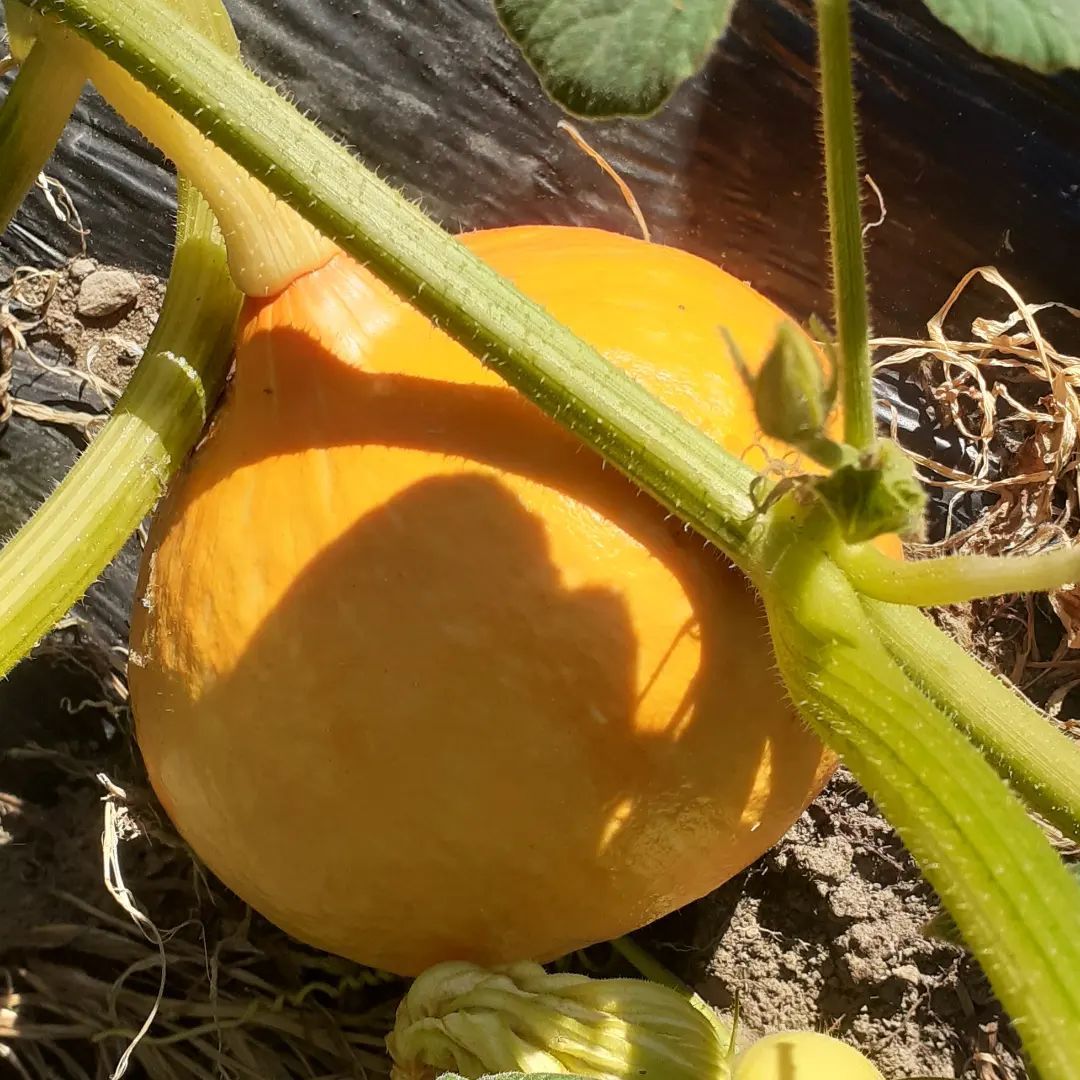 frutta e verdura 12