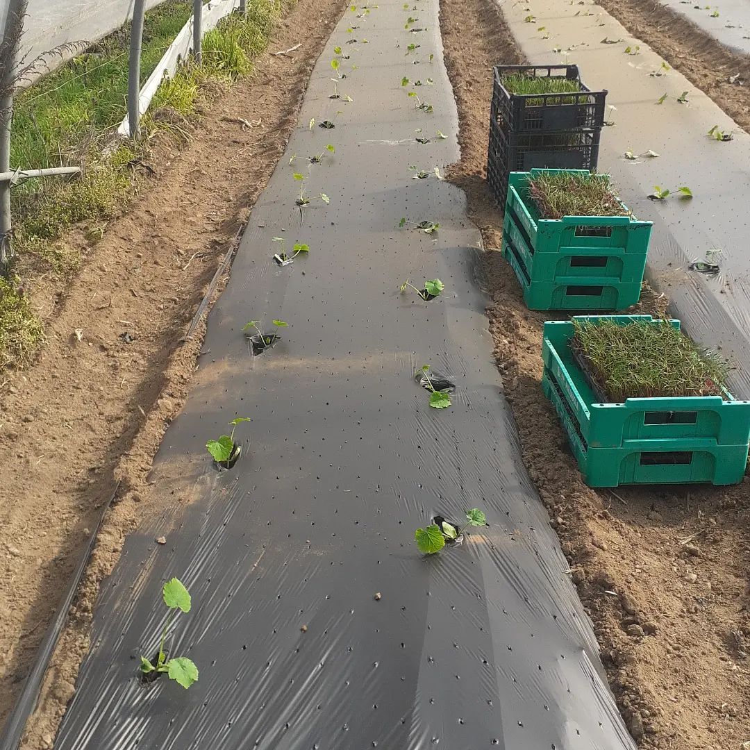 Azienda Agricola 5