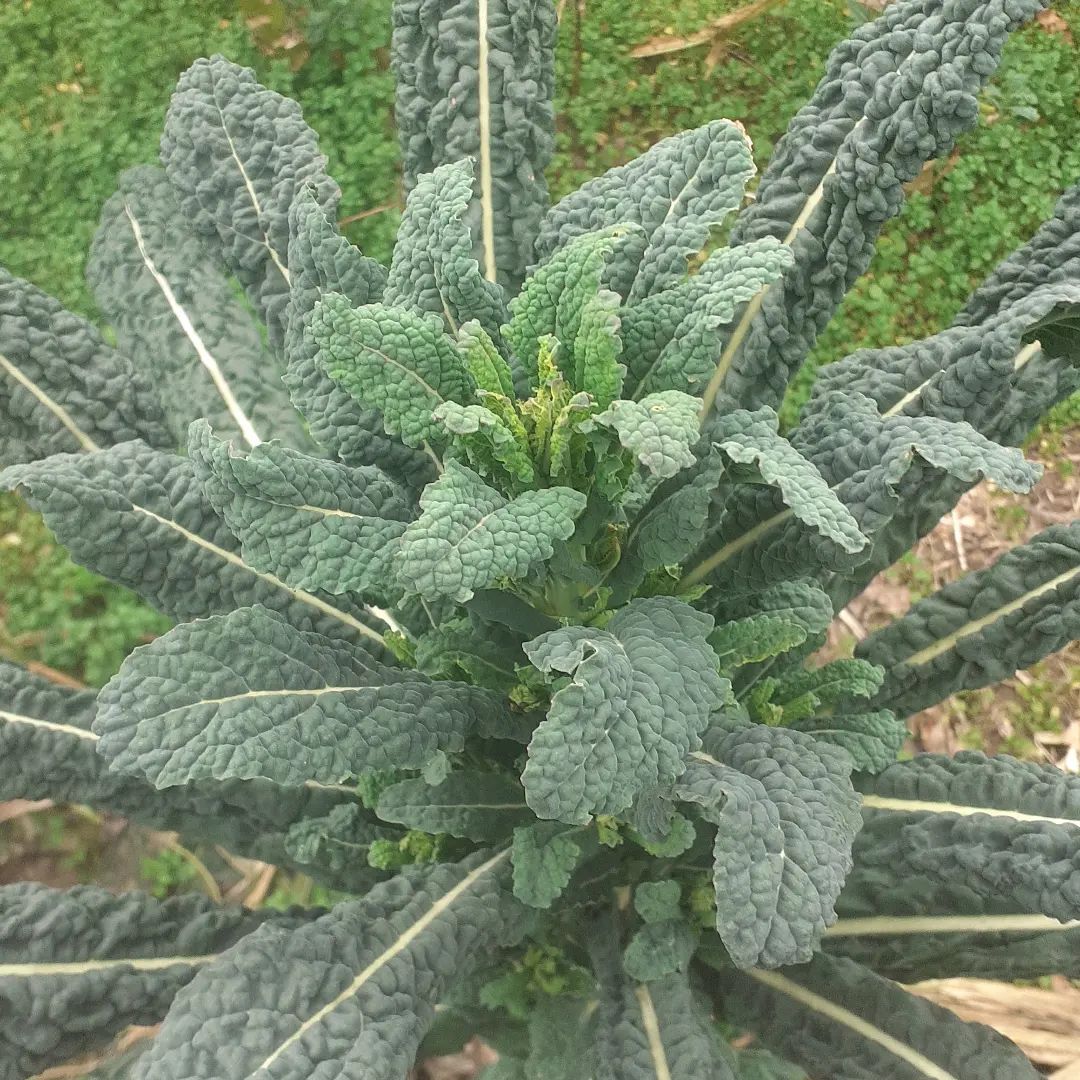 frutta e verdura 8