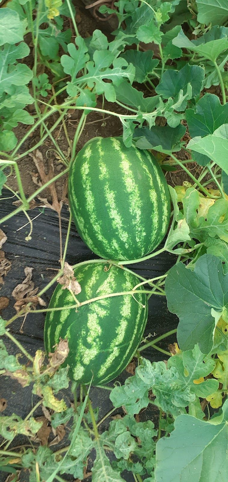 frutta e verdura 2