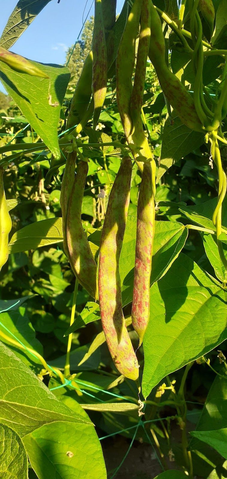 frutta e verdura