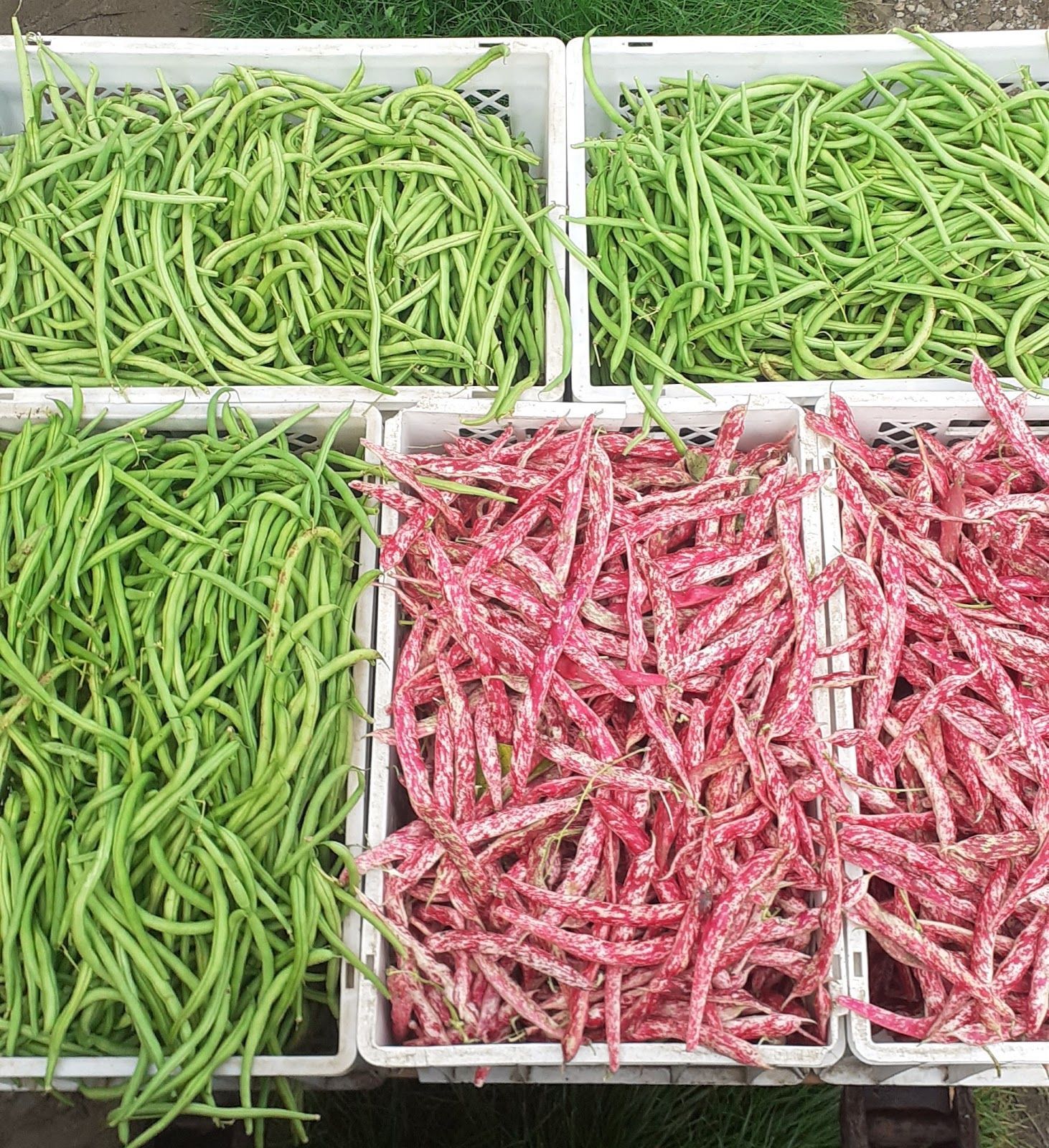 frutta e verdura 3