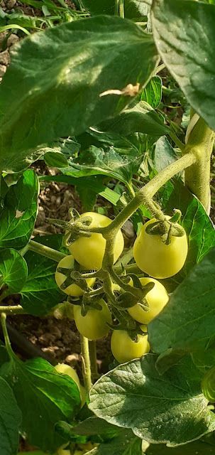 frutta e verdura 4