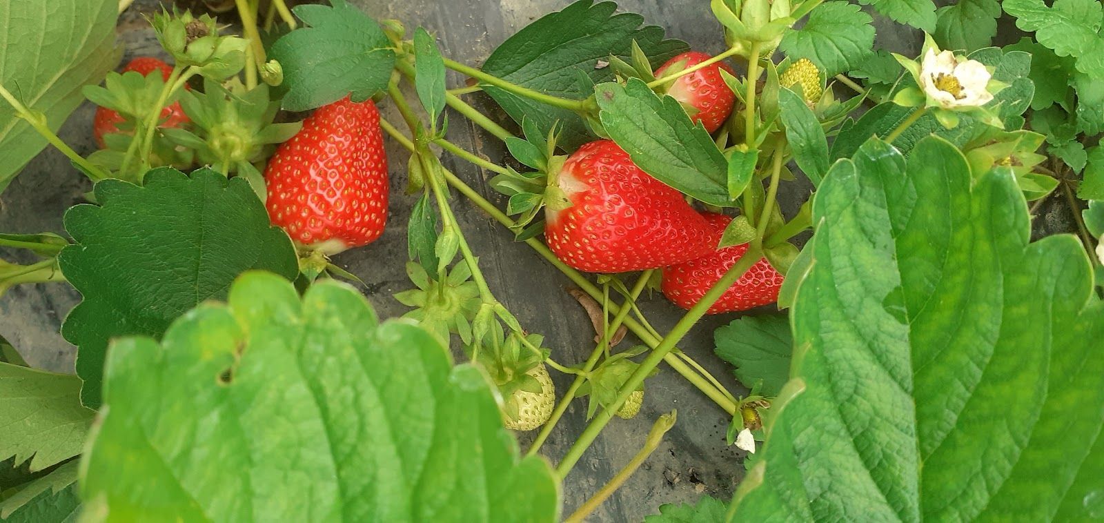 frutta e verdura 7