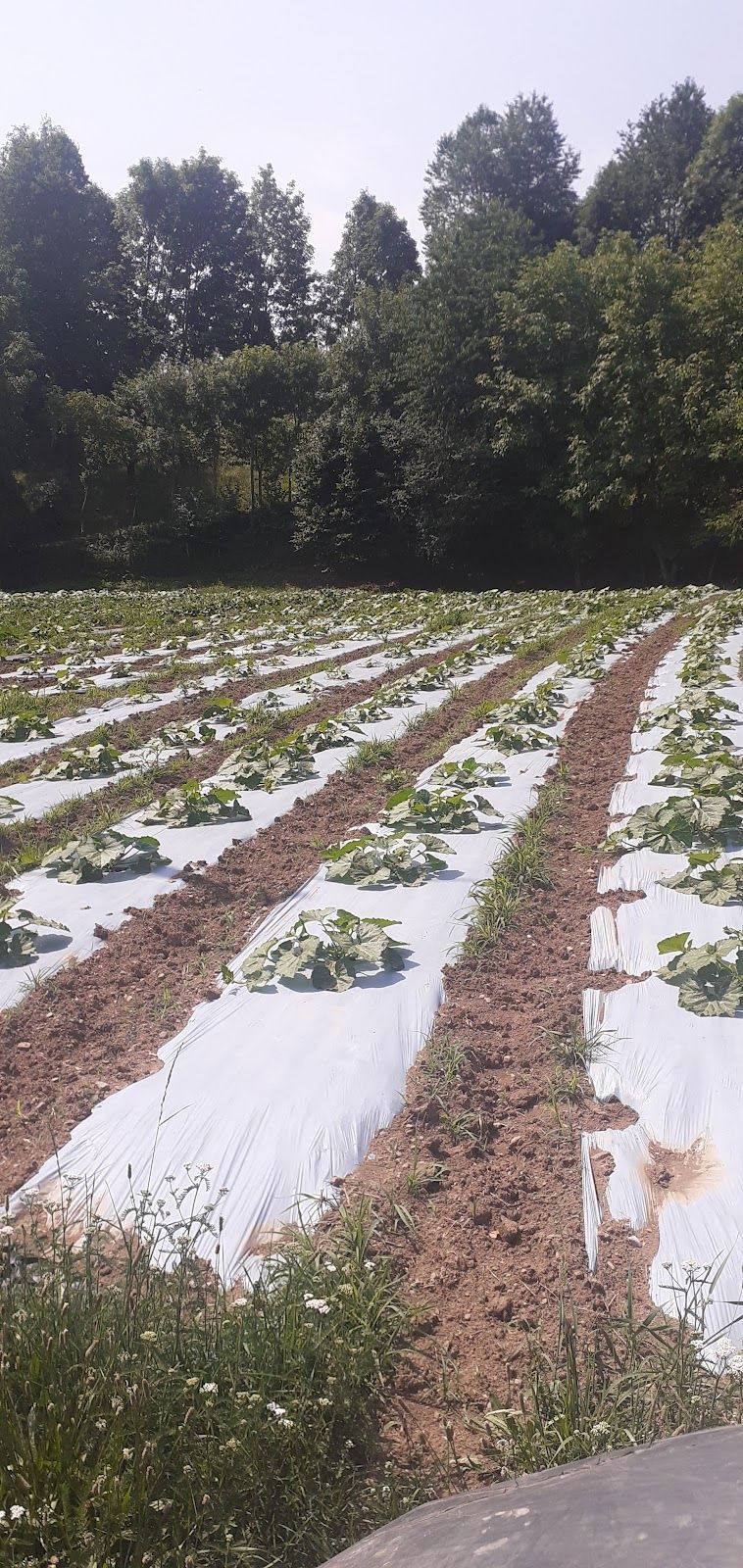 Azienda Agricola