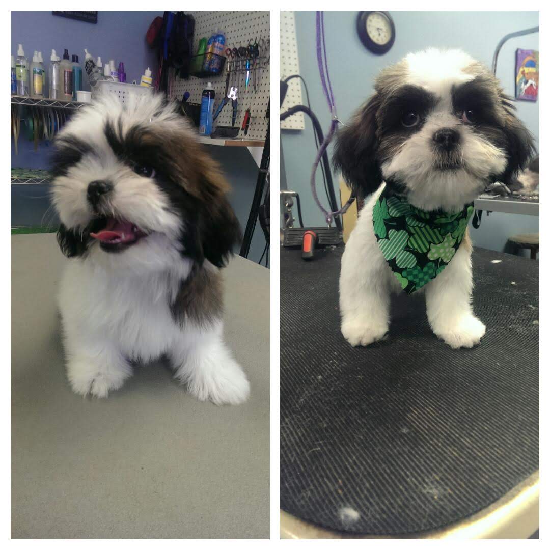 White And Black Shih Tzu - Lincoln, NE - Four Paws