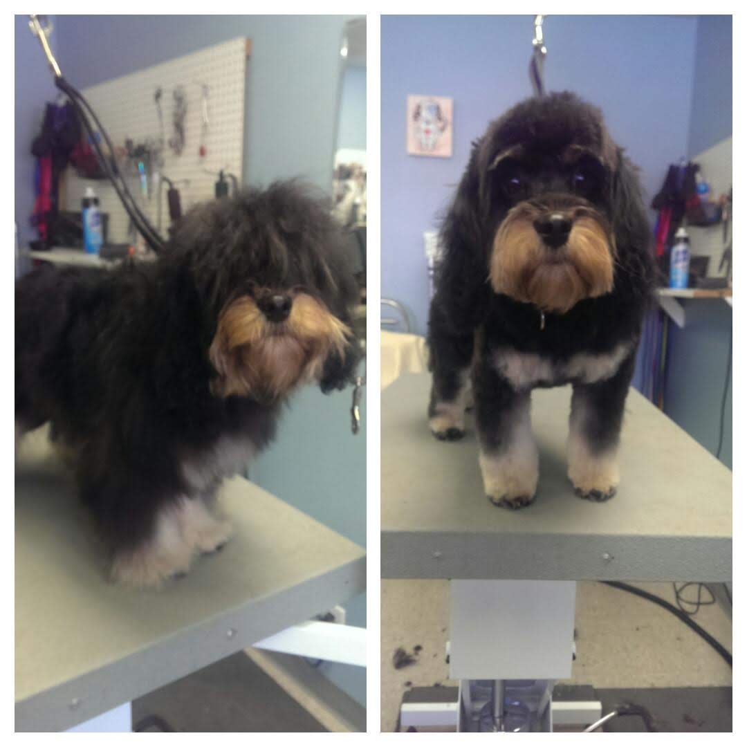 Black And Brown Cavapoo - Lincoln, NE - Four Paws