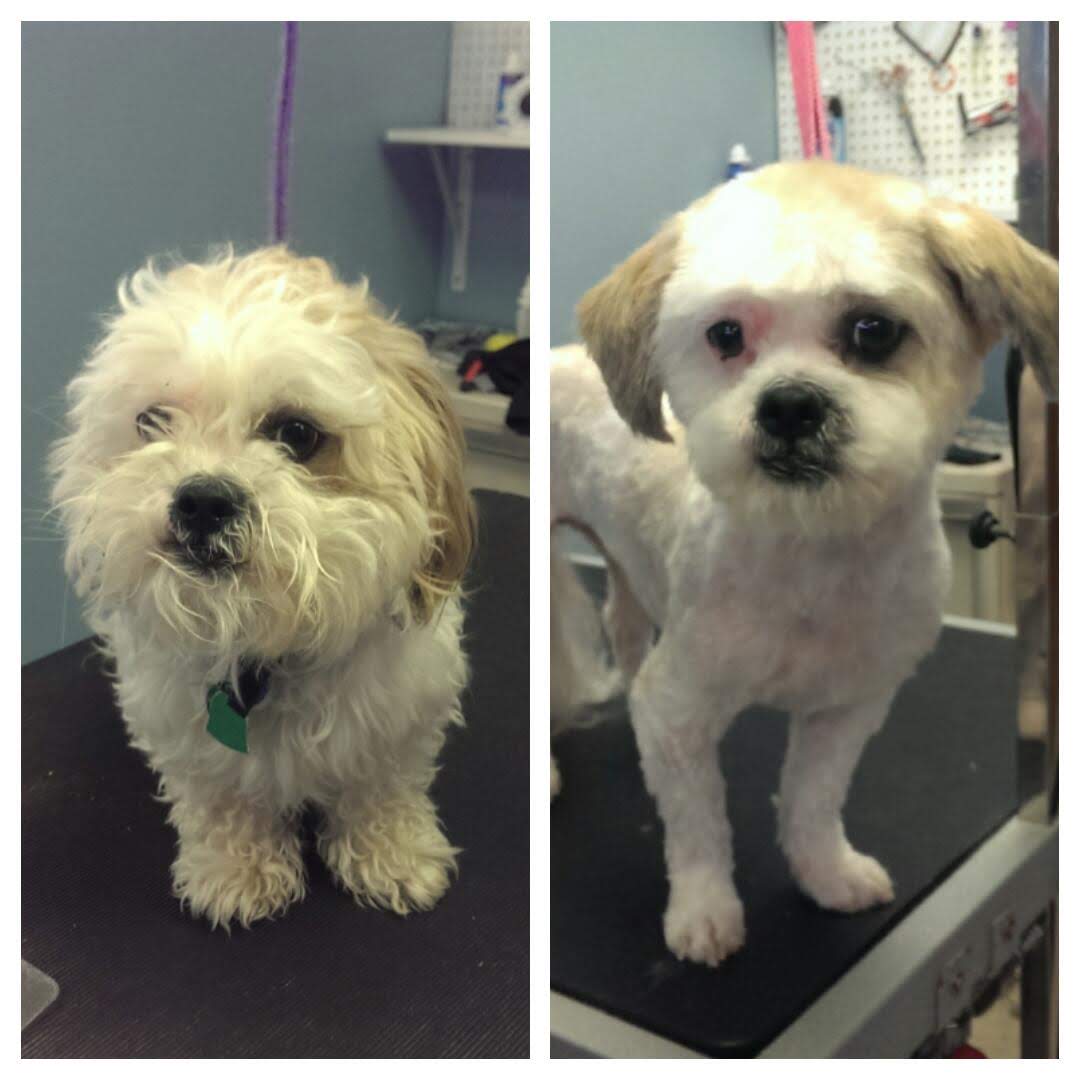 White And Brown Shih Tzu - Lincoln, NE - Four Paws