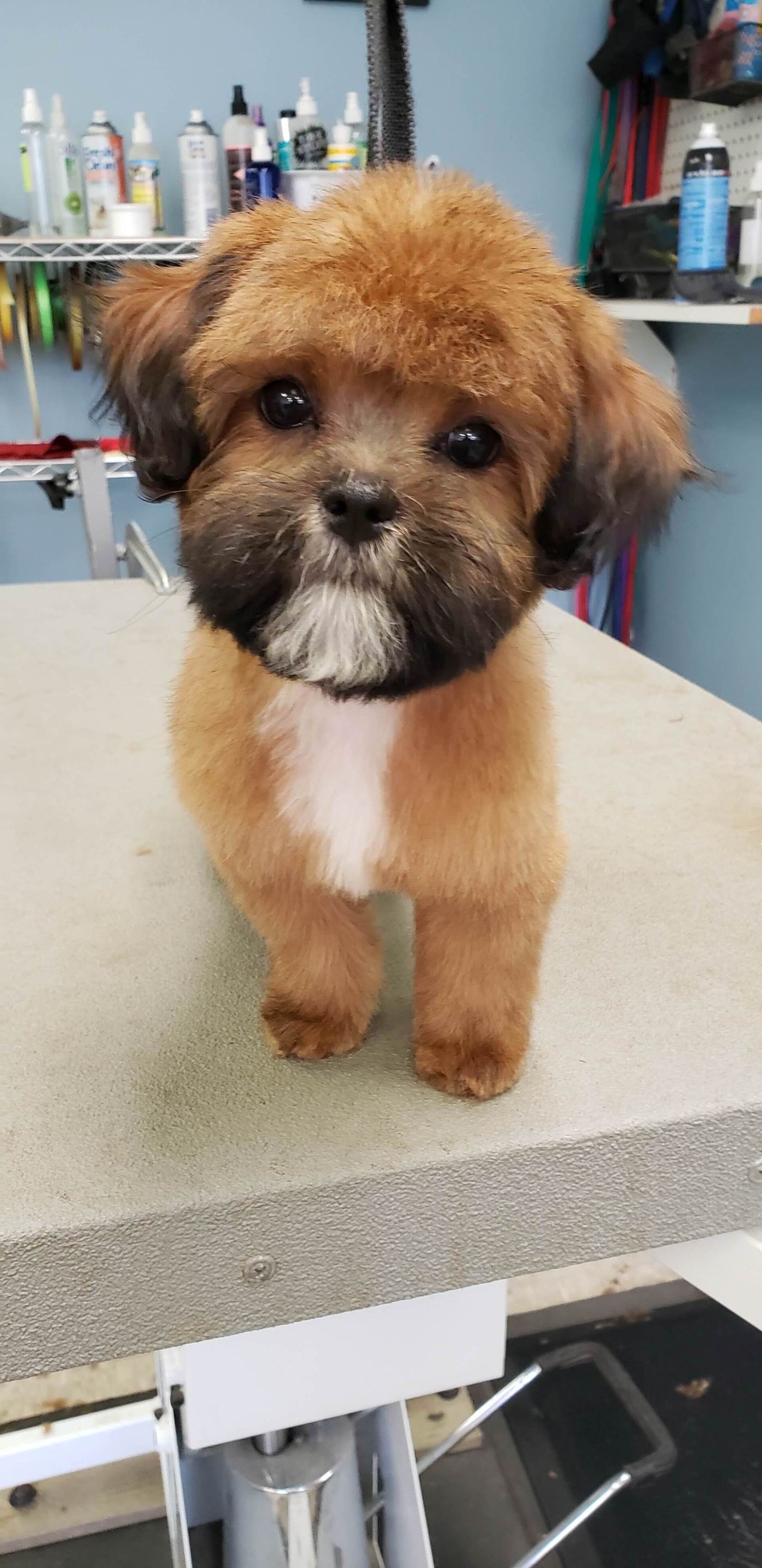 Brown And Black Shih Tzu - Lincoln, NE - Four Paws