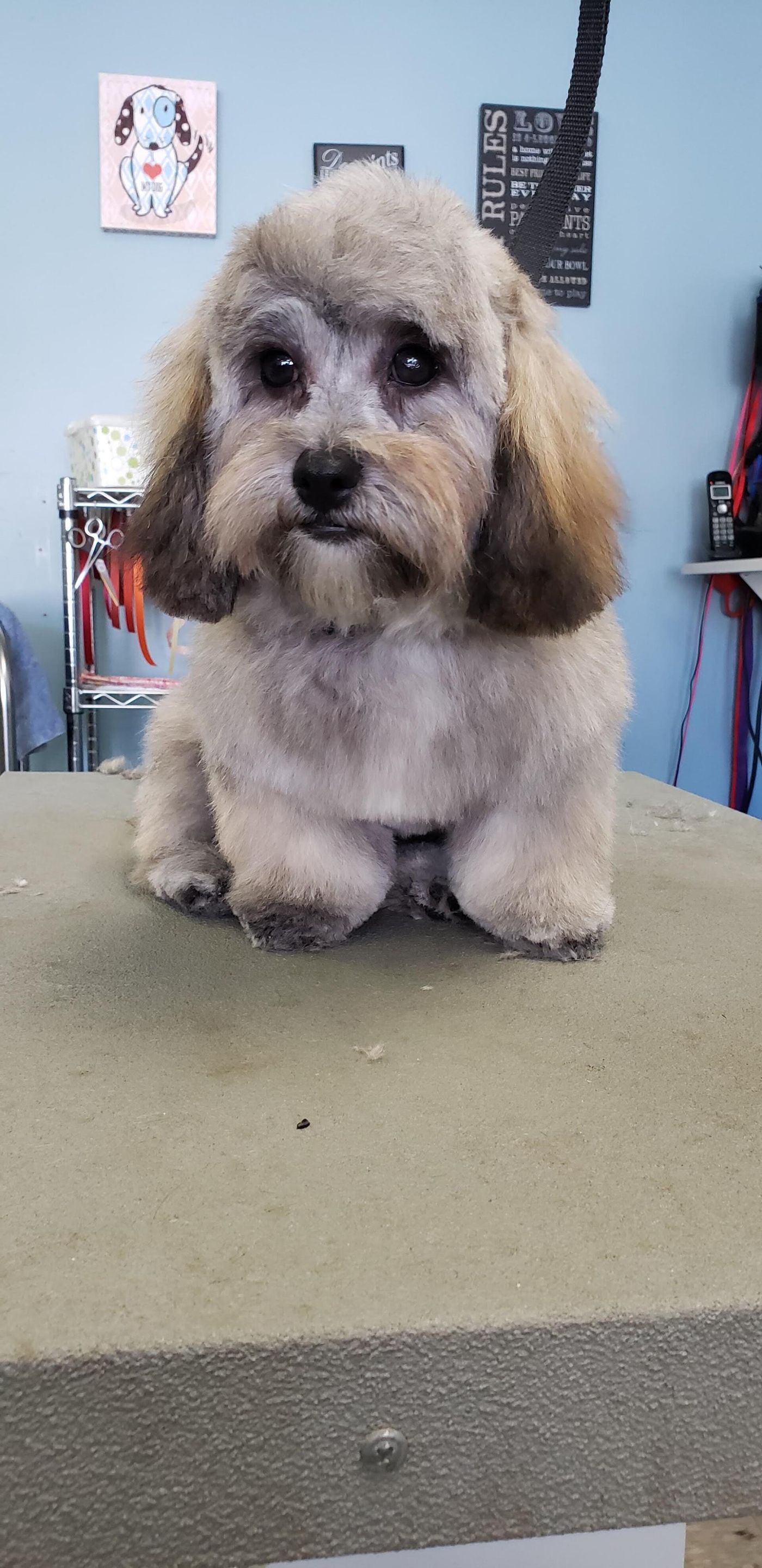 Light Brown Maltese Dog - Lincoln, NE - Four Paws