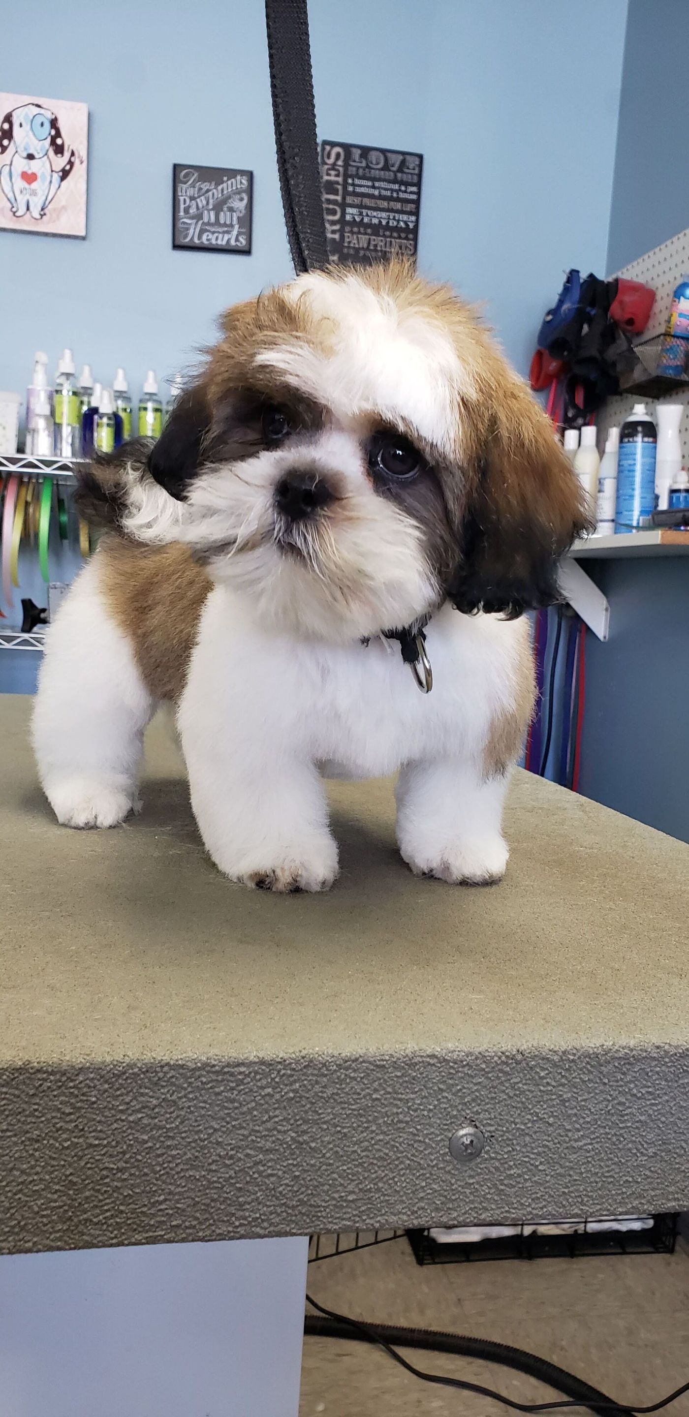 Small Brown White Shih Tzu - Lincoln, NE - Four Paws