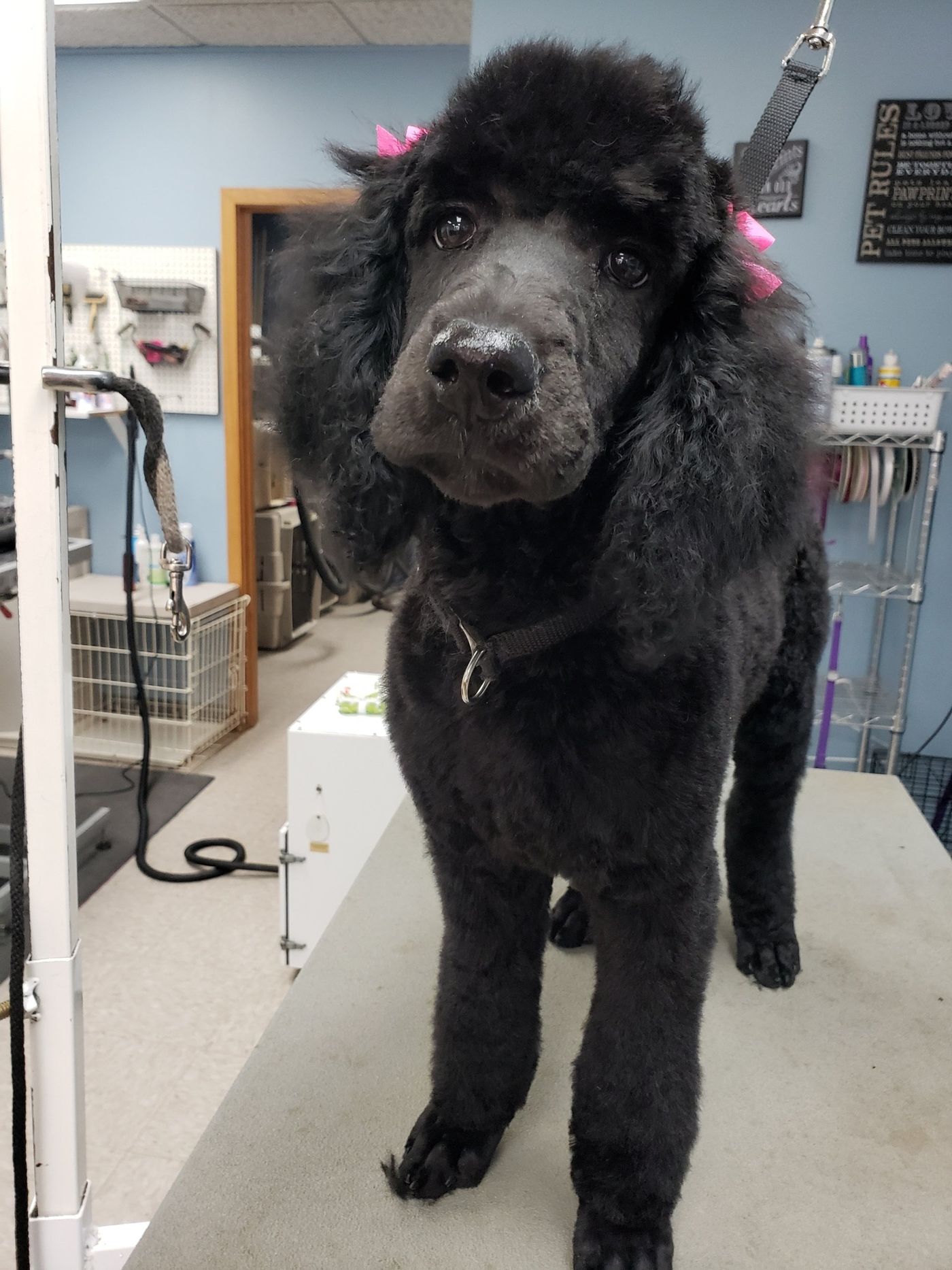 Black Standard Poodle - Lincoln, NE - Four Paws