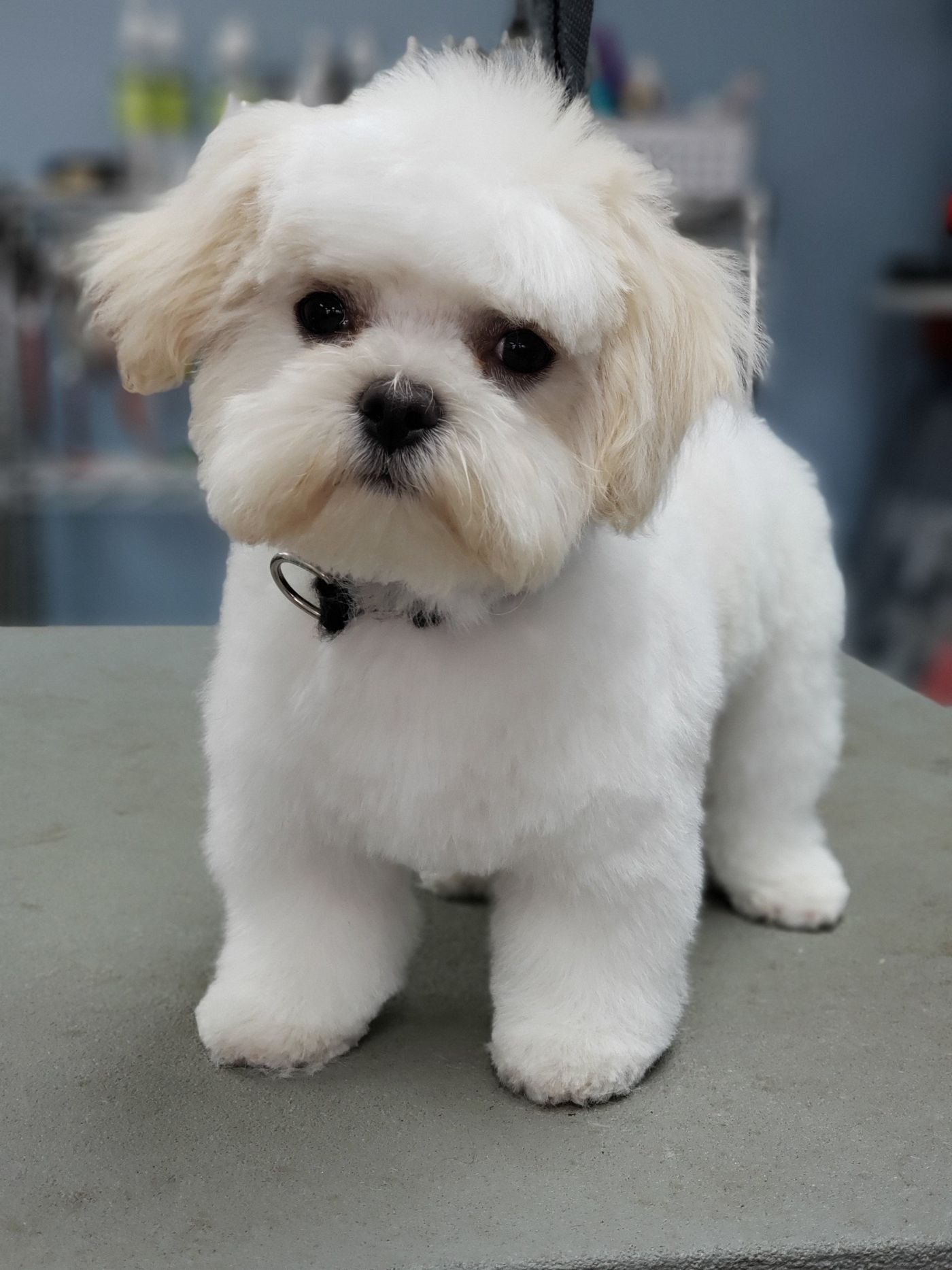 White Shih Tzu - Lincoln, NE - Four Paws