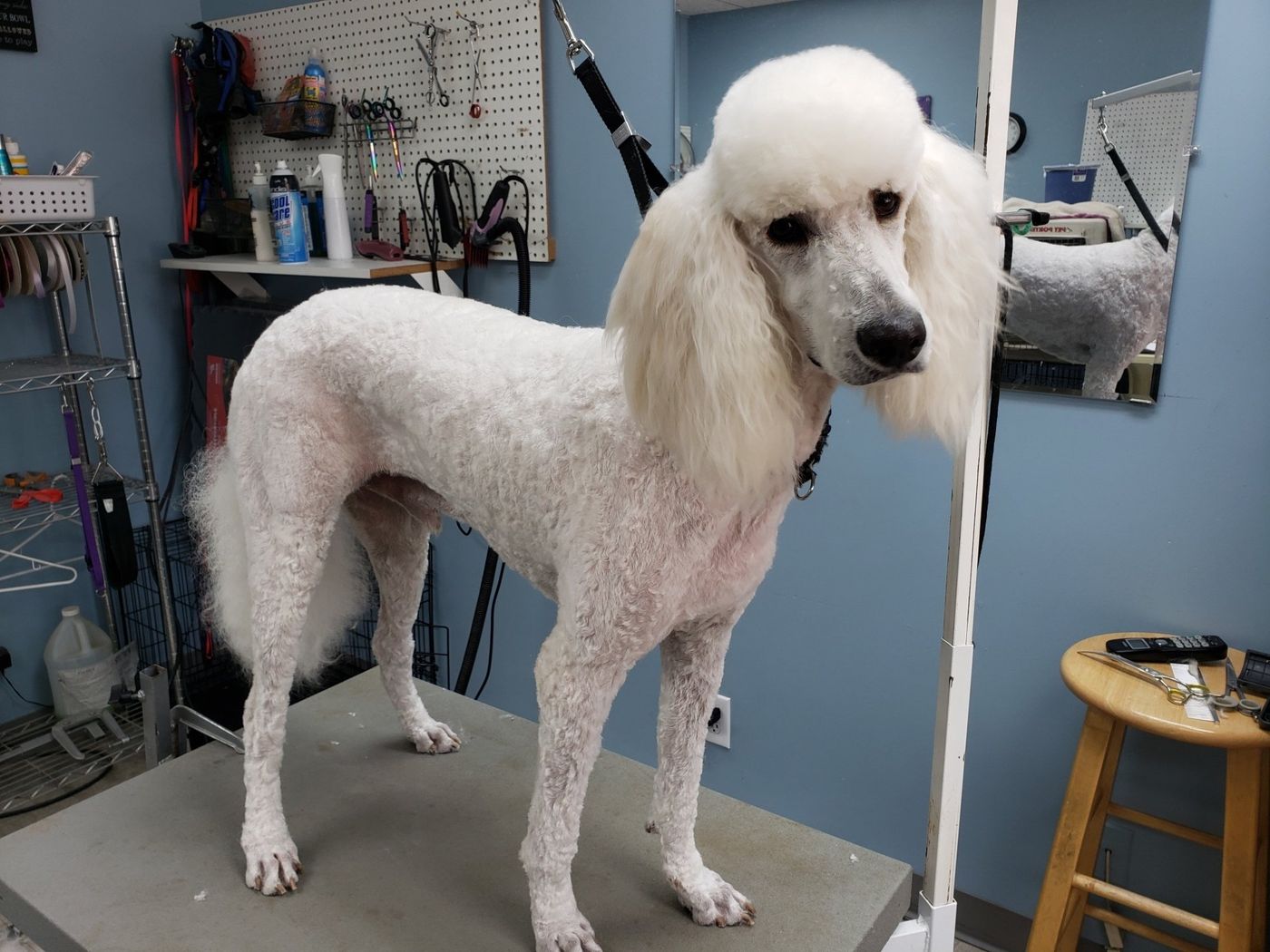 White Standard Poodle - Lincoln, NE - Four Paws