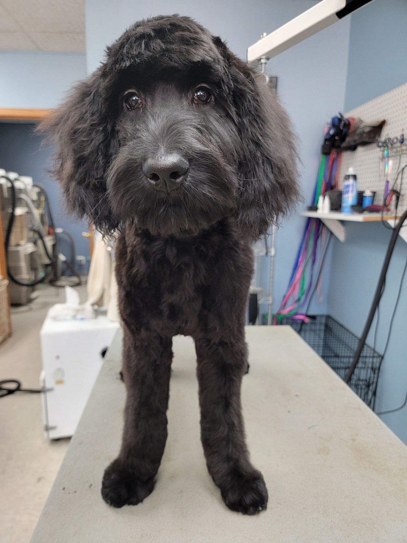 Black Labradoodle - Lincoln, NE - Four Paws