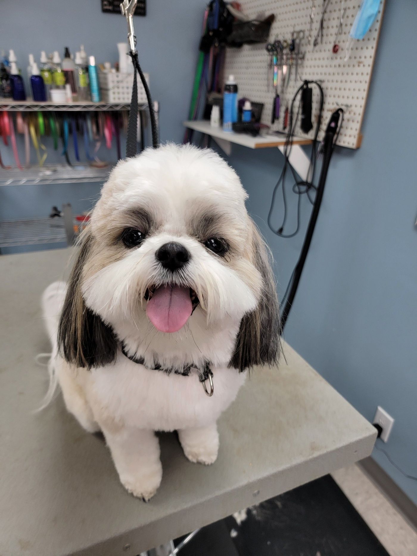 Maltese Shih Tzu - Lincoln, NE - Four Paws